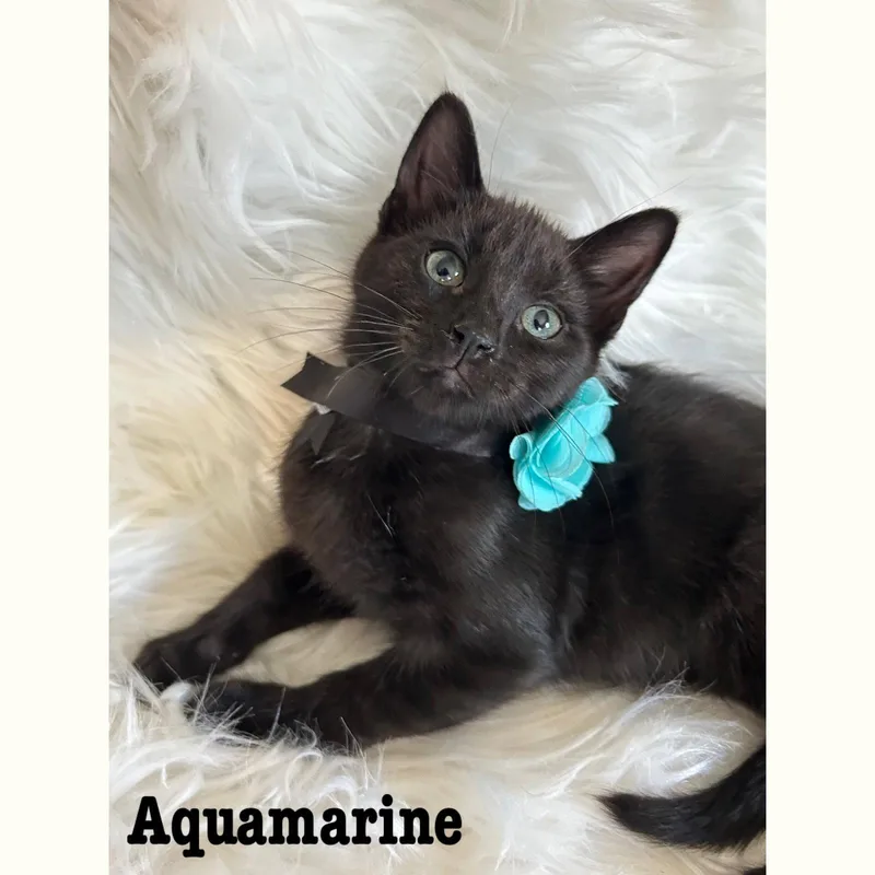A baby medium-sized female Black Domestic Short Hair cat named Aquamarine for adoption in Rochester, NY