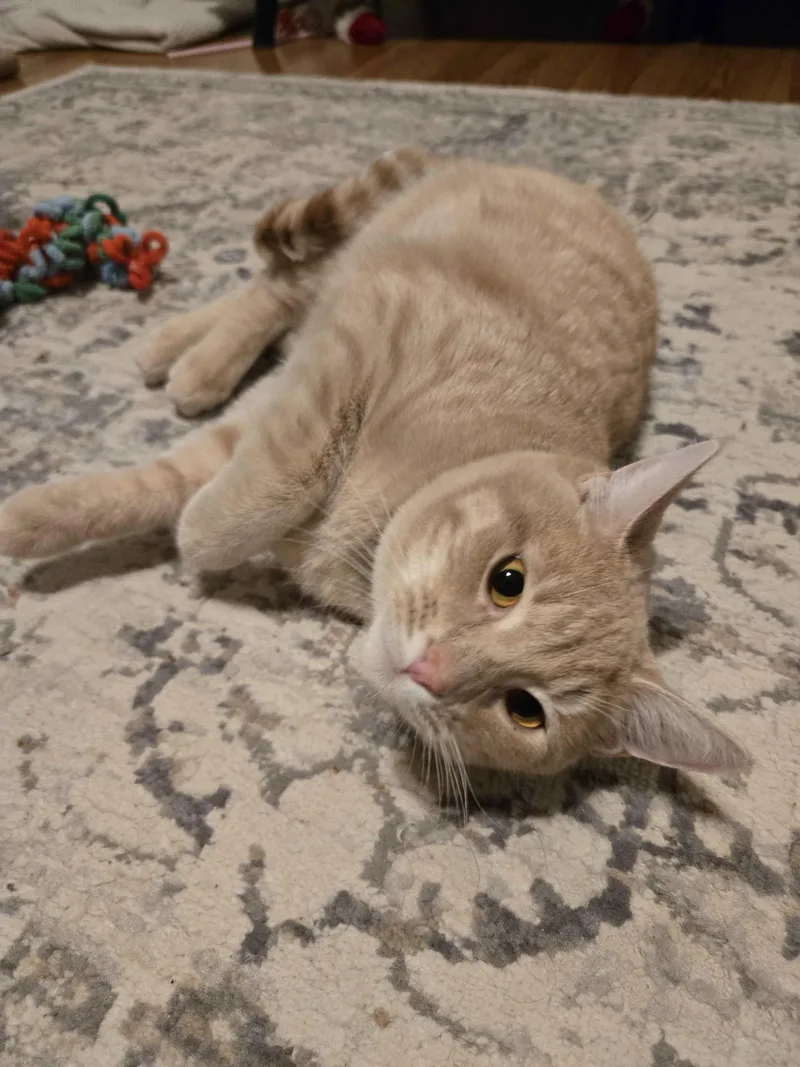 Castor And Pollux thumbnail 2