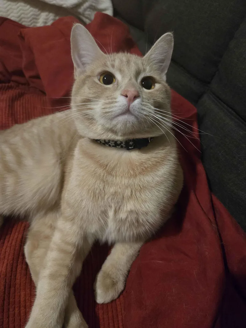 Castor And Pollux thumbnail 3