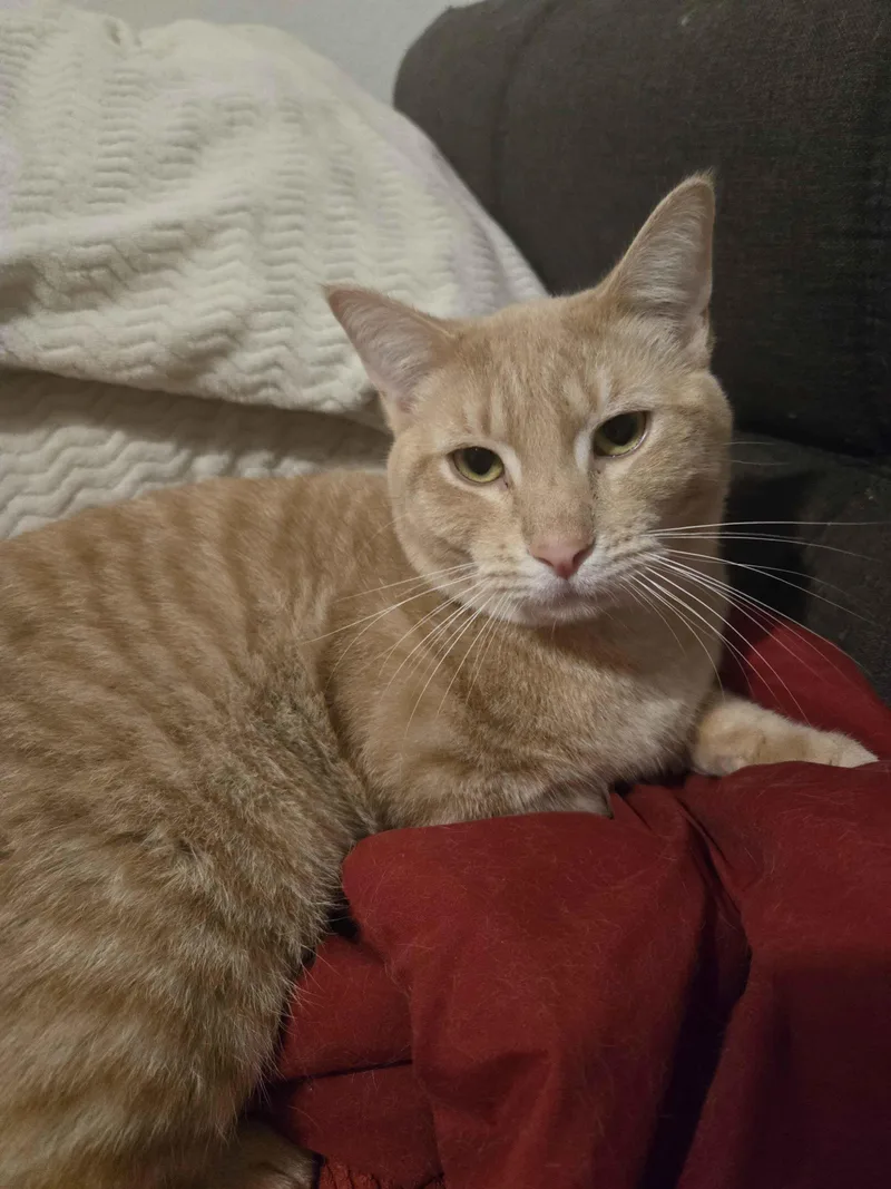 Castor And Pollux thumbnail 4