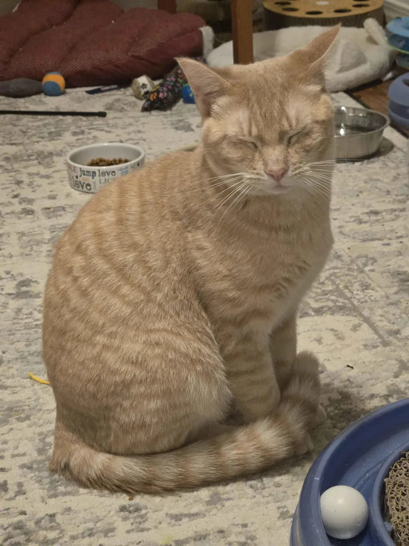 Castor And Pollux thumbnail 5