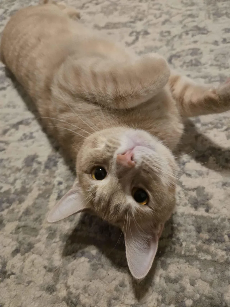 Castor And Pollux thumbnail 6