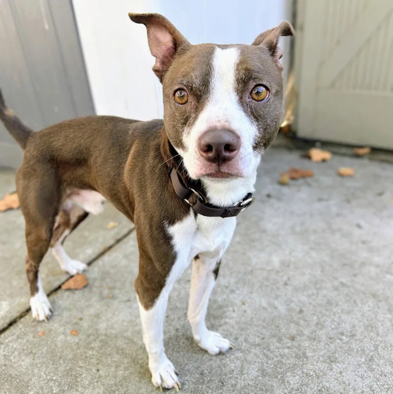 A young medium-sized male Terrier dog named Skipper for adoption in Oakland, CA