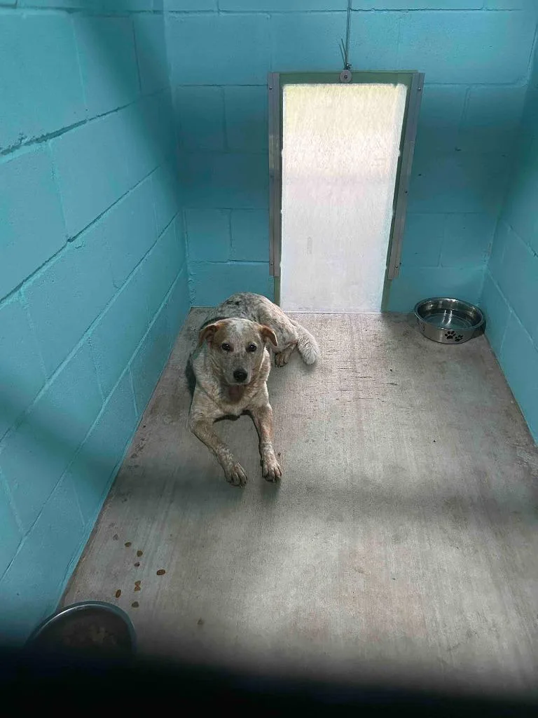 An adult medium-sized female Australian Cattle Dog / Blue Heeler dog named Archy for adoption in Glen Rose, TX