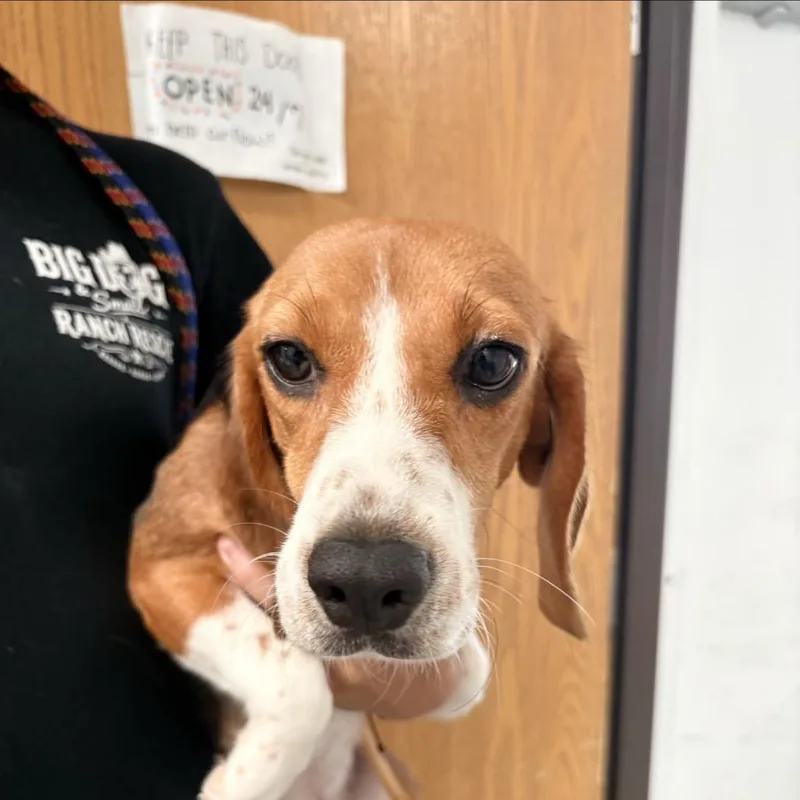 A young small-sized female Brown / Chocolate Beagle dog named Isabella for adoption in LOXAHATCHEE, FL