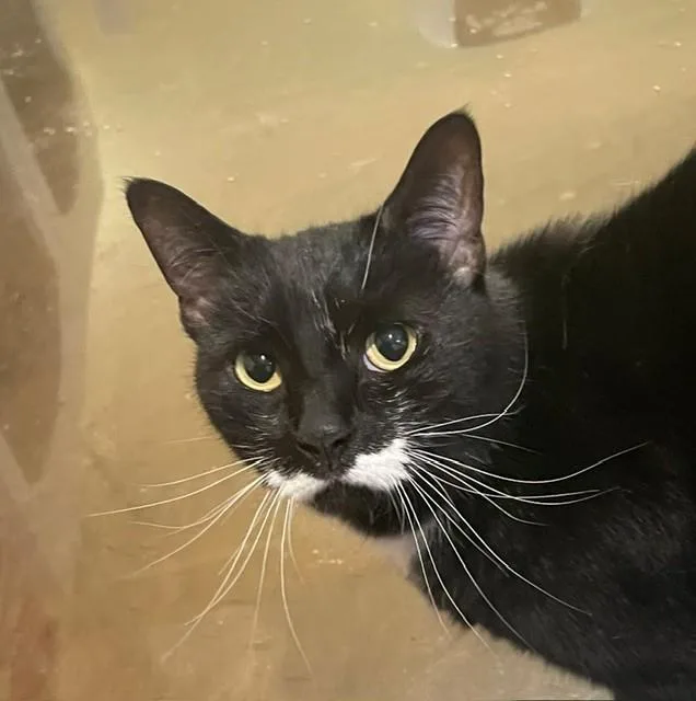 A senior medium-sized female Black & White / Tuxedo Domestic Short Hair cat named Smooch for adoption in Little Falls, NJ