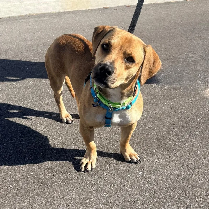 An adult medium-sized female Yellow / Tan / Blond / Fawn Basset Hound dog named Daisy for adoption in Clearwater, FL