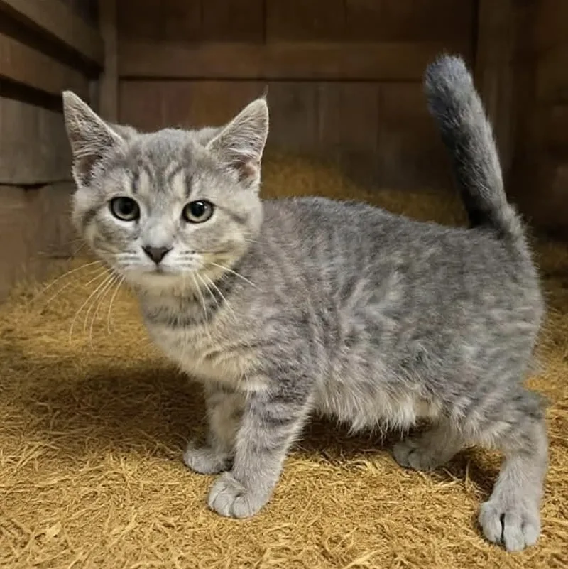 A young medium-sized female Gray / Blue / Silver Domestic Short Hair cat named Jeanette for adoption in Xenia , OH