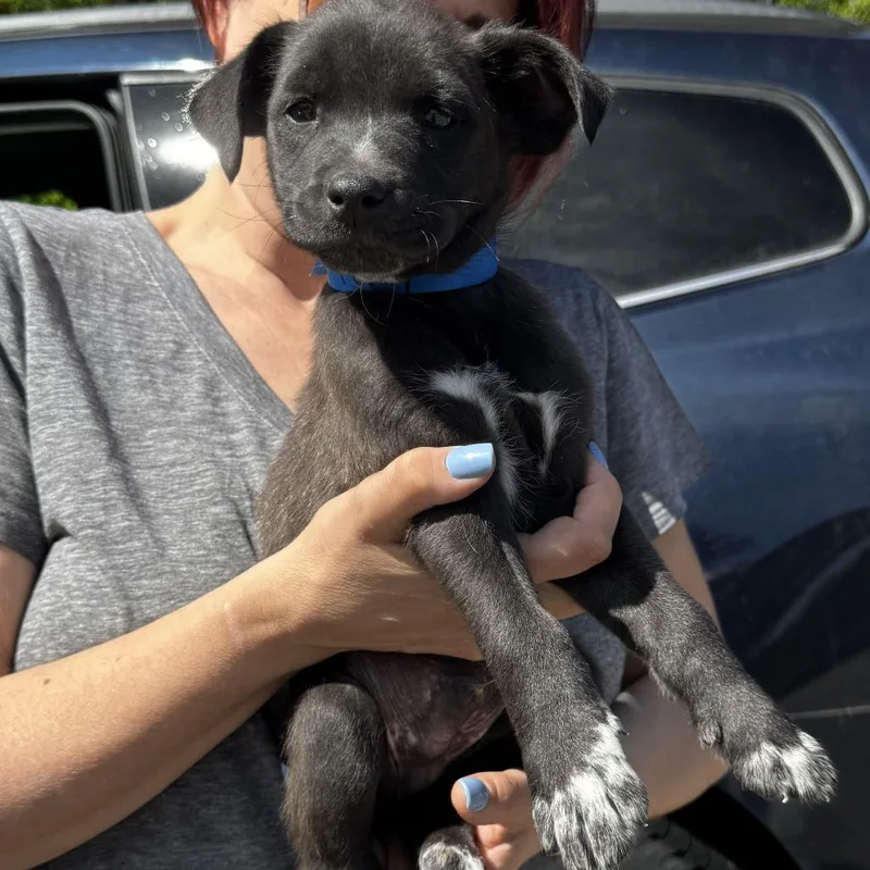 A baby medium-sized male Black Labrador Retriever dog named Ny Percy Avail May for adoption in Stormville, NY
