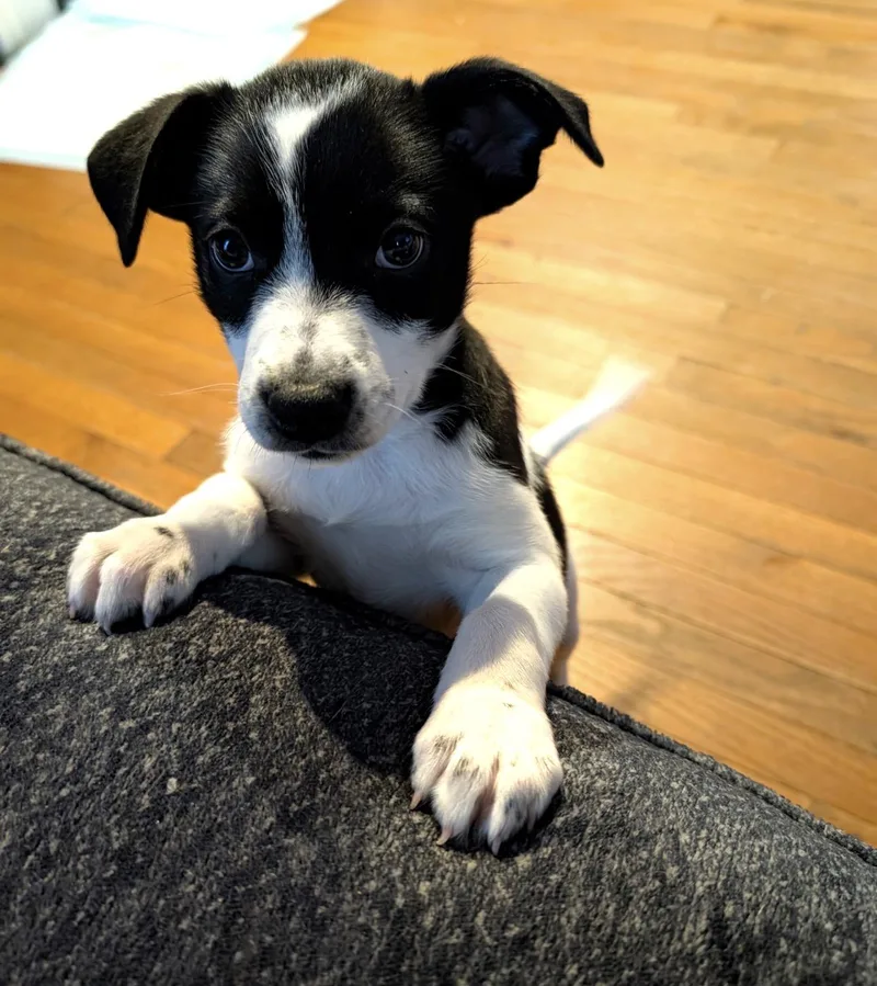 A baby medium-sized female Border Collie dog named Sylvie for adoption in Fredericksburg, VA