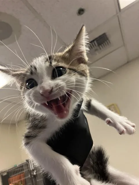 A baby small-sized male Domestic Short Hair cat named Gnocchi for adoption in Long Beach, CA