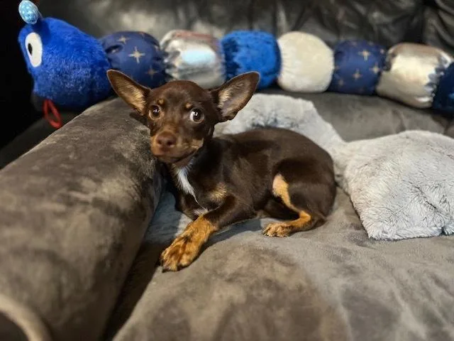 A baby small-sized female Tricolor (Brown, Black, & White) Chihuahua dog named Sasha for adoption in Milton, GA