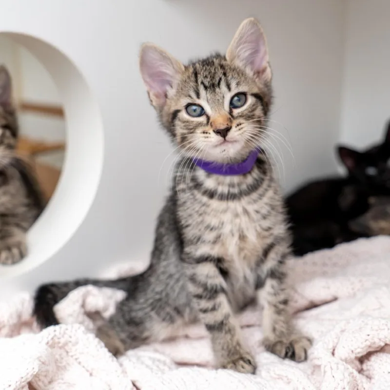 A baby small-sized male Brown / Chocolate Domestic Short Hair cat named Gust for adoption in New York, NY