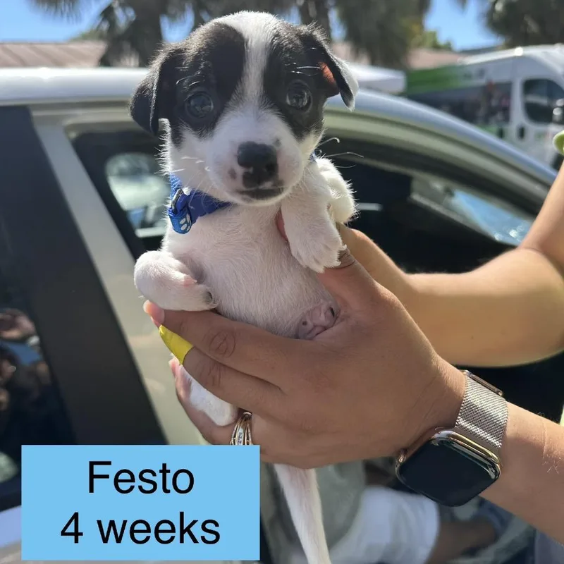 Festo thumbnail 2