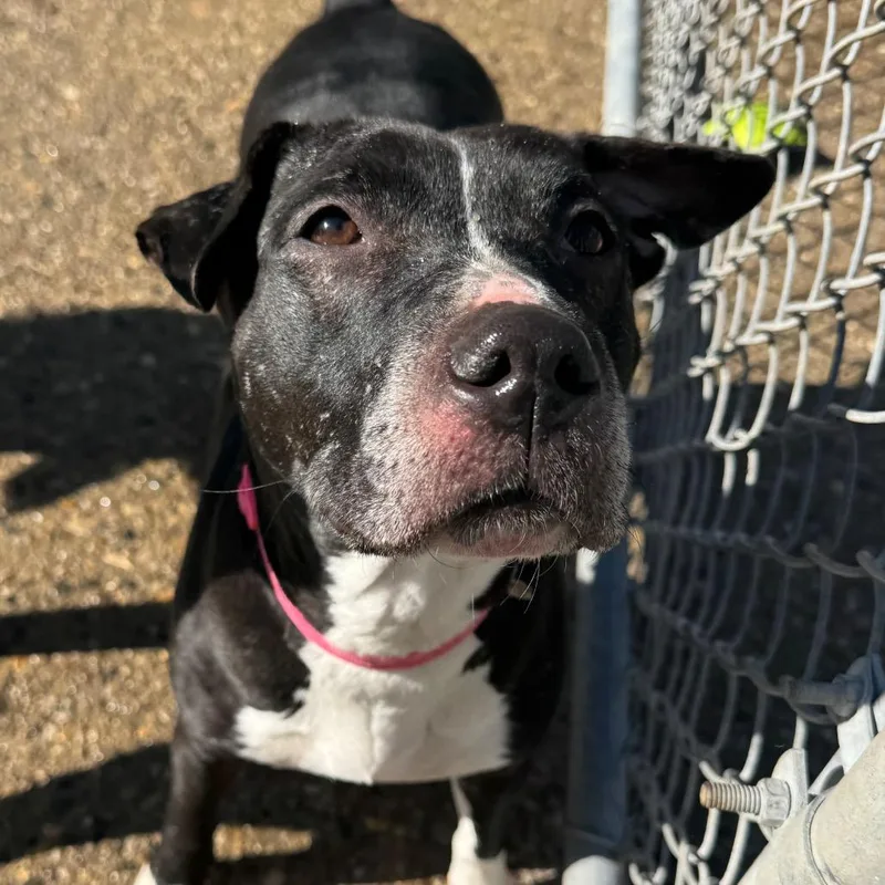 An adult medium-sized female Black Mixed Breed dog named Mushroom for adoption in Charleston, WV