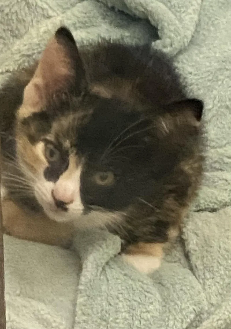 A young medium-sized female Tortoiseshell cat named Topanga for adoption in Stanwood, WA