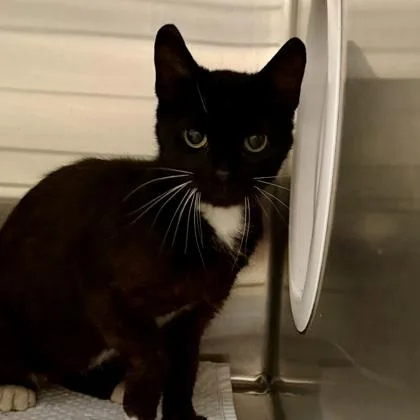 An adult medium-sized female Black Domestic Short Hair cat named Scruffy for adoption in Lansing, MI