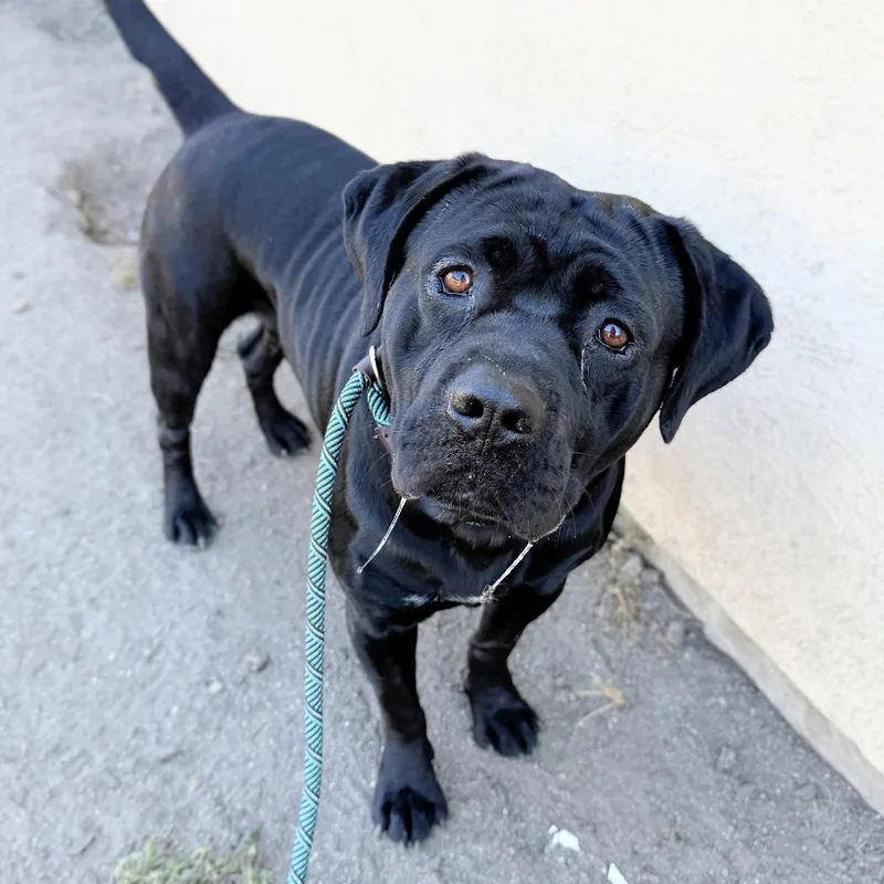 An adult large-sized male Cane Corso dog named Cecil for adoption in Oakland, CA