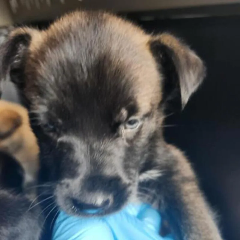 A baby small-sized female Black Siberian Husky dog named Nova for adoption in San Antonio, TX
