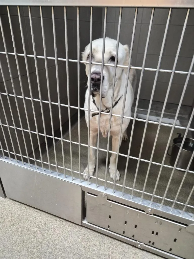 A young medium-sized male Mixed Breed dog named Dagฬ for adoption in Rome, GA