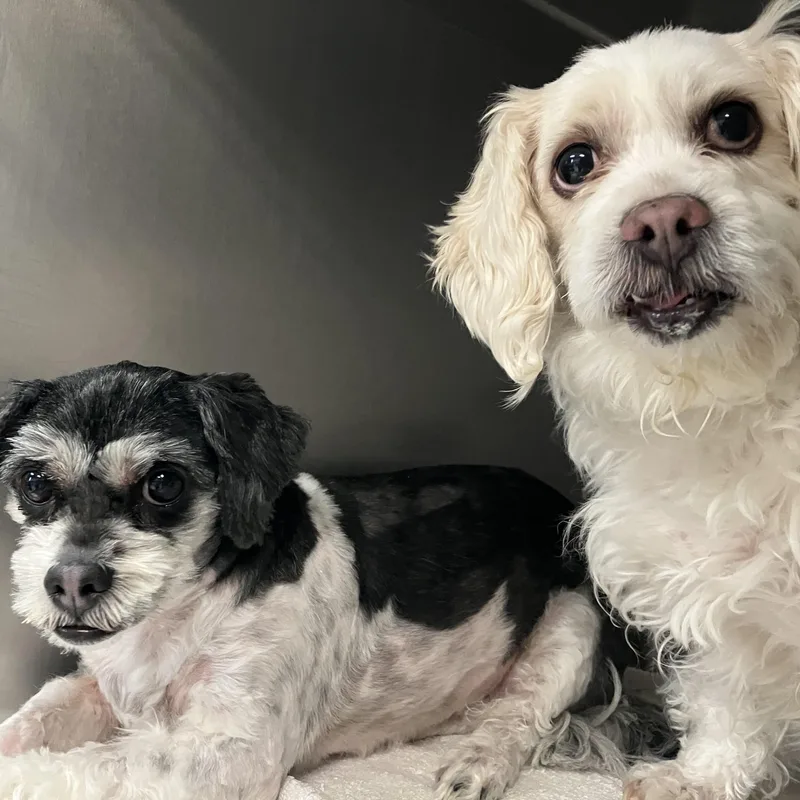 An adult small-sized female Black Shih poo dog named Mia & Luna for adoption in Parma, OH
