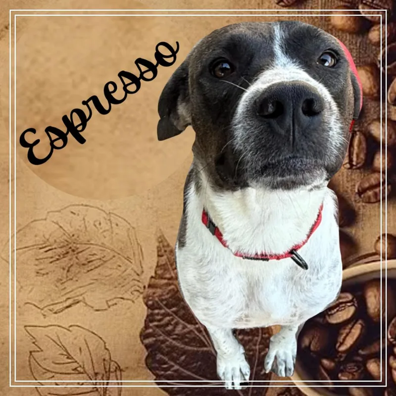 Espresso thumbnail 2