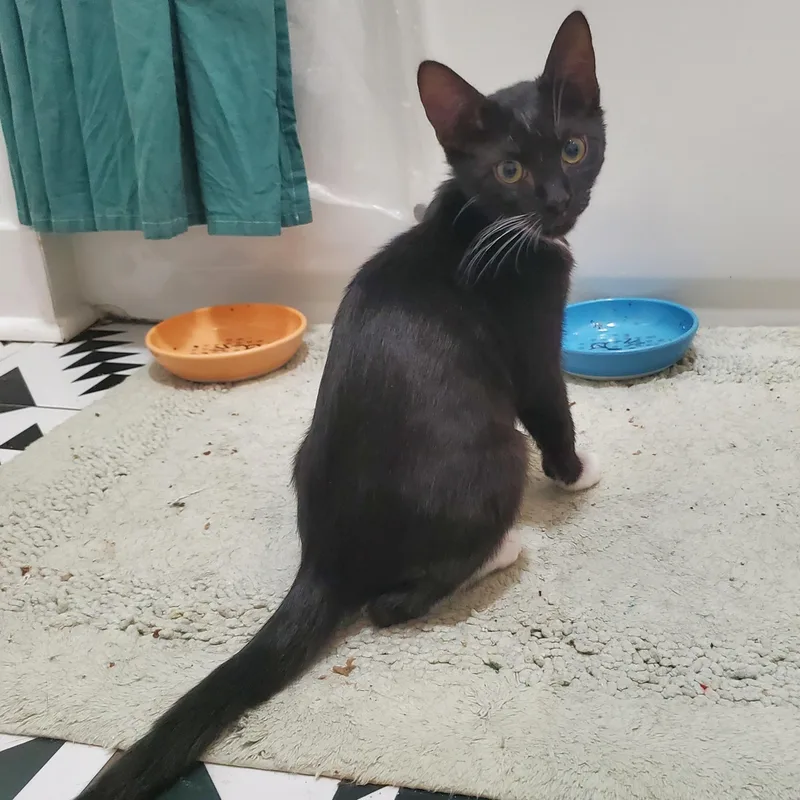 A baby small-sized male Black & White / Tuxedo Domestic Short Hair cat named Rodney Dangerfield for adoption in Richmond, VA