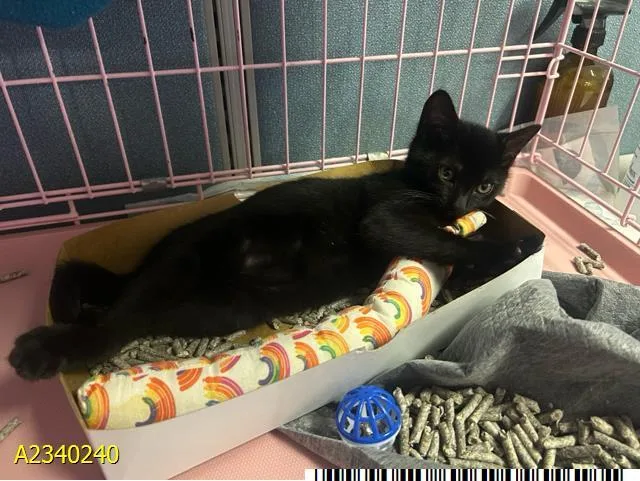 A baby small-sized female Domestic Short Hair cat named Louisiana for adoption in West Palm Beach, FL