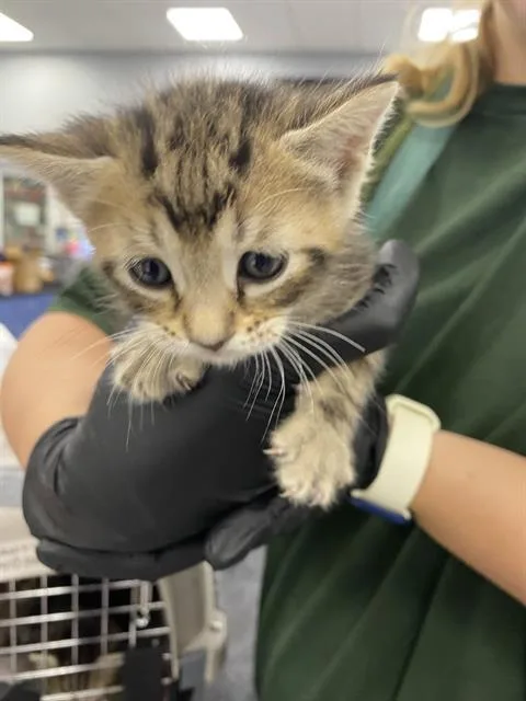 A baby small-sized male Domestic Short Hair cat named Apple Pie for adoption in Palmetto, FL