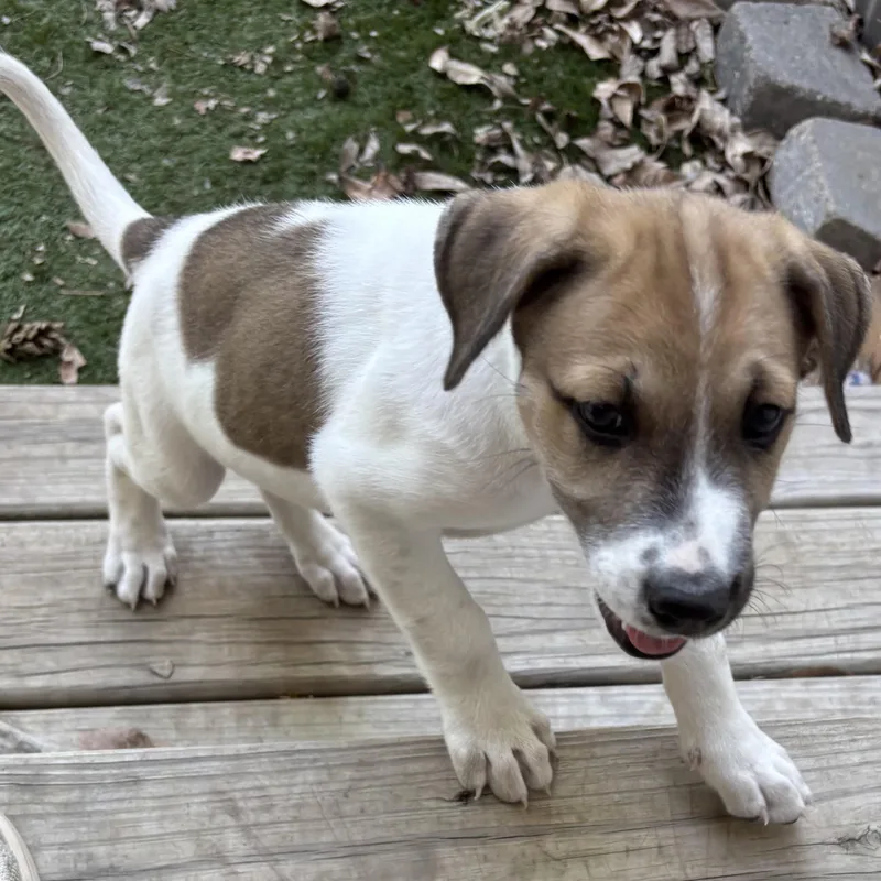 A baby medium-sized female Tricolor (Brown, Black, & White) Hound dog named Dolly  Athletic  for adoption in Houston, TX