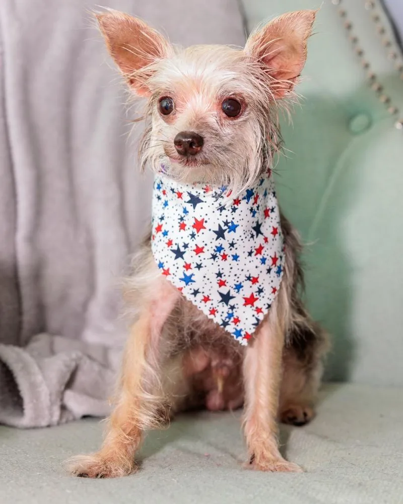 A senior small-sized male Yorkshire Terrier dog named Tito for adoption in Bryan, TX