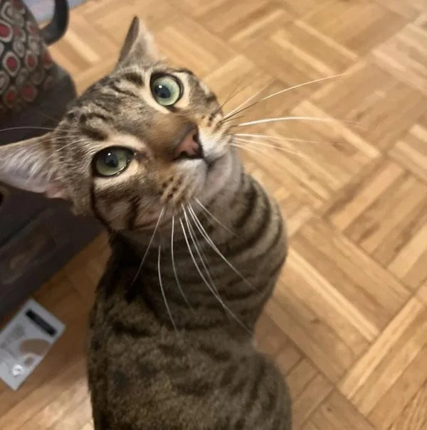A young medium-sized male Domestic Short Hair cat named Gato for adoption in New York, NY