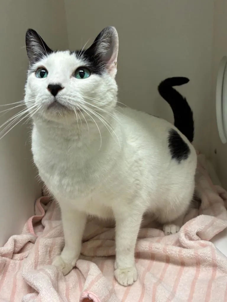 A senior small-sized female Domestic Short Hair cat named Sterling for adoption in Bryant, AR
