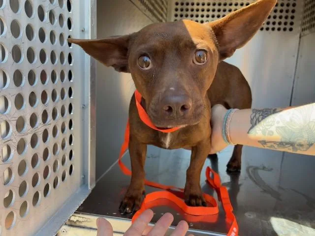 An adult small-sized male Dachshund dog named Dulce for adoption in Mesa, AZ