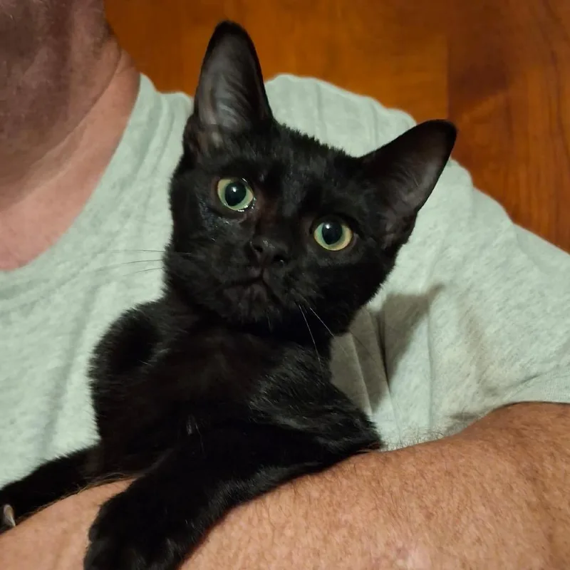 A baby small-sized female Black Domestic Short Hair cat named Ember Macon for adoption in Columbia, MO