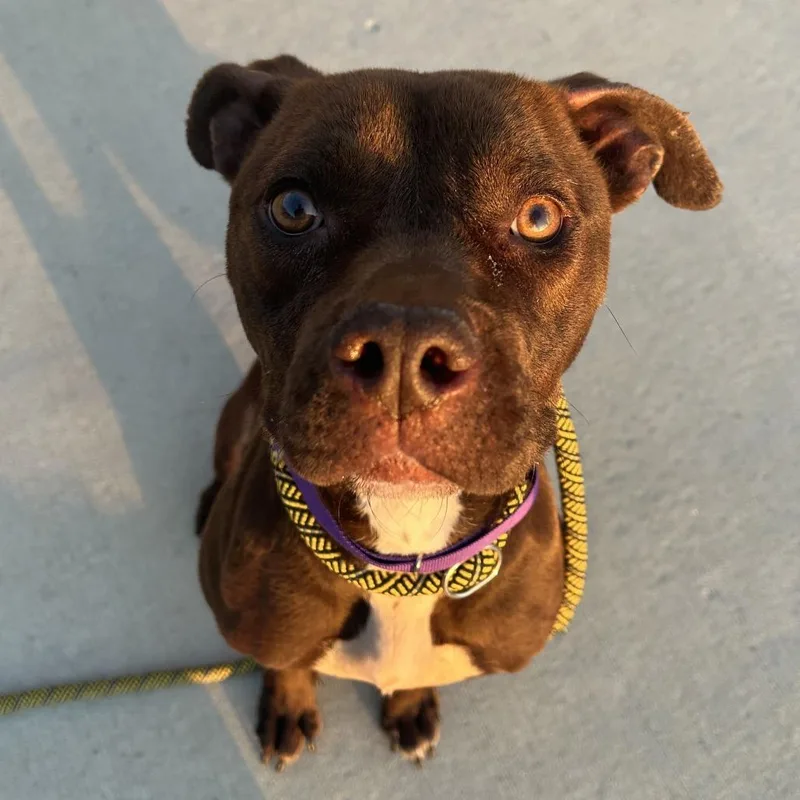An adult medium-sized female Brown / Chocolate American Staffordshire Terrier dog named Amber for adoption in Matteson, IL