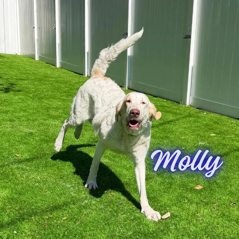 Molly thumbnail 3
