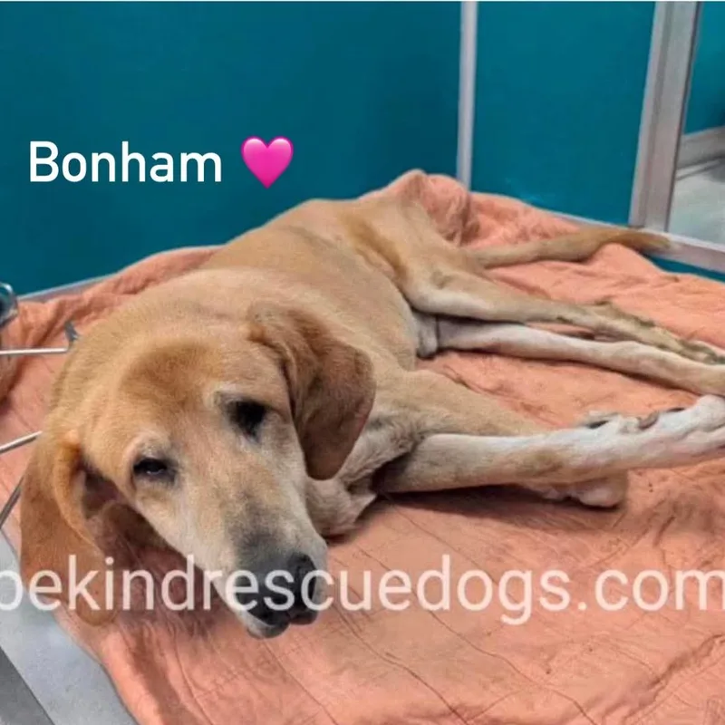 Bonham thumbnail 3