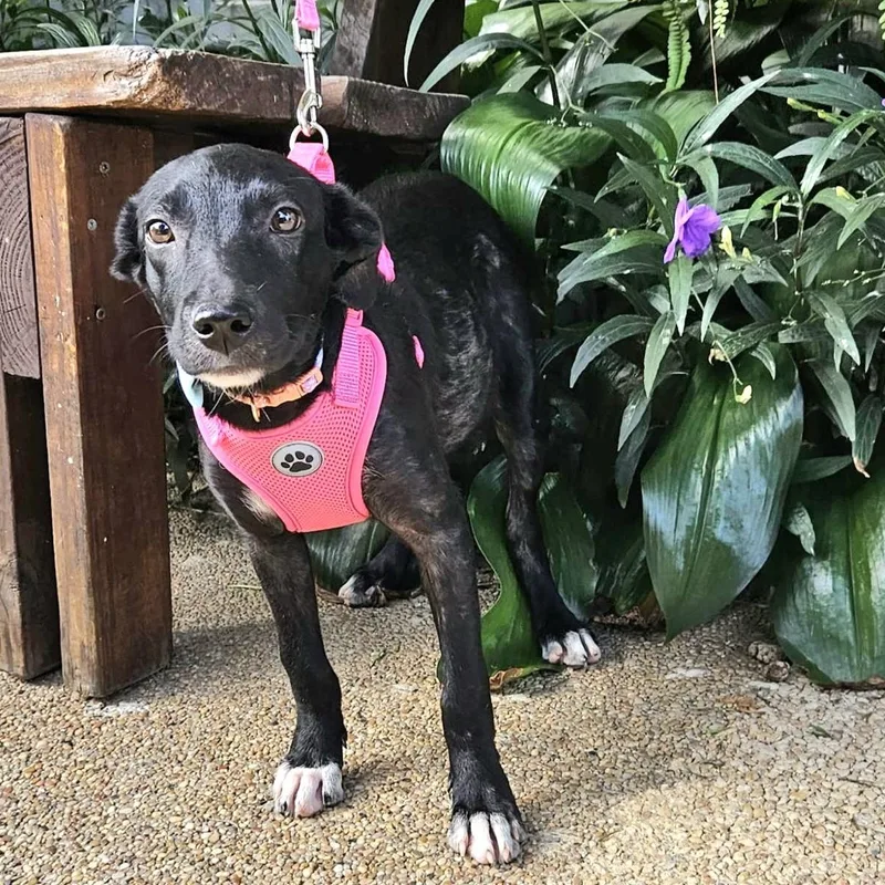 Serena "let Me Swim thumbnail 3