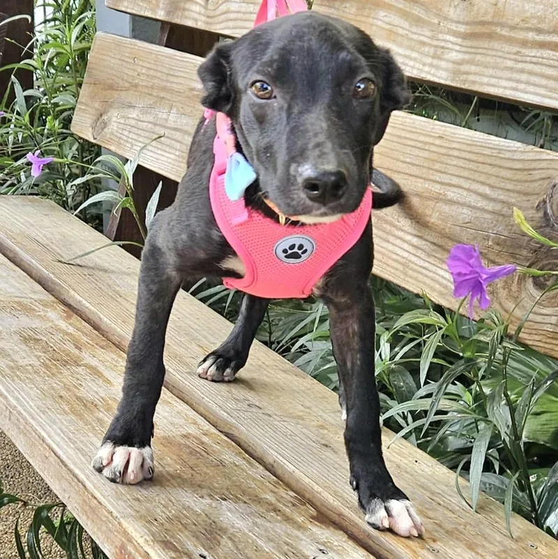 Serena "let Me Swim thumbnail 4