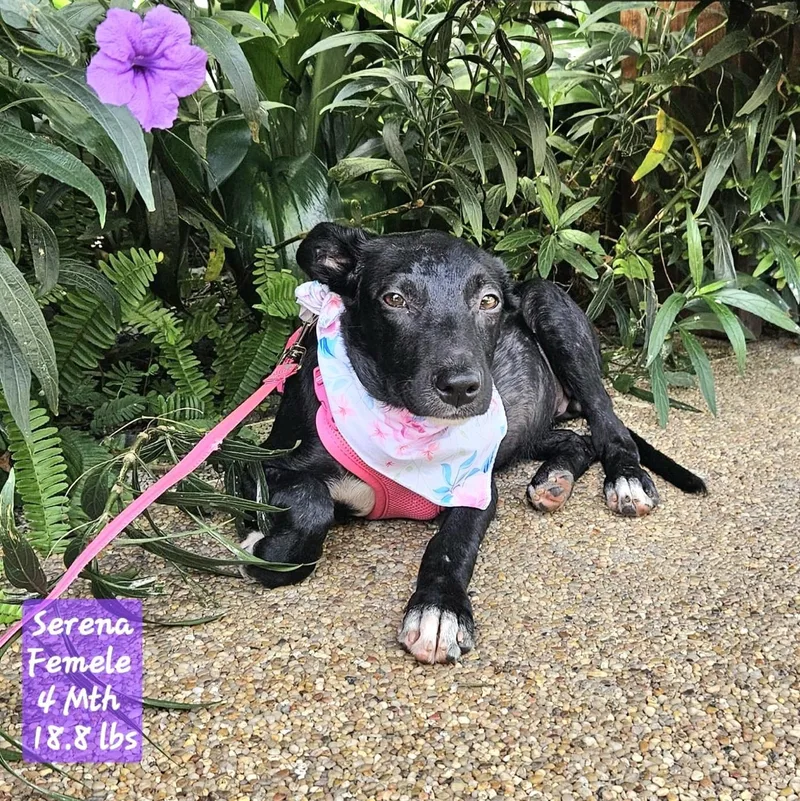 Serena "let Me Swim thumbnail 5