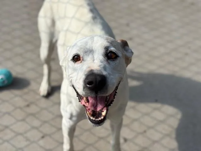 An adult medium-sized female Pit Bull Terrier dog named Pearl for adoption in Tulsa, OK