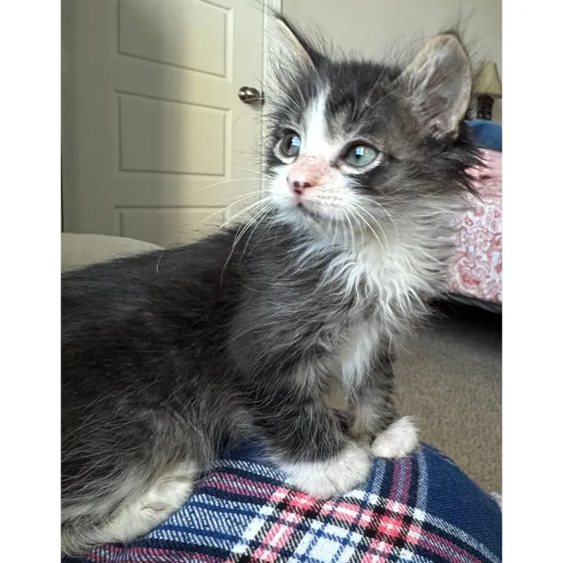 A baby small-sized male Black Domestic Medium Hair cat named Treasure Chest for adoption in Austin, TX