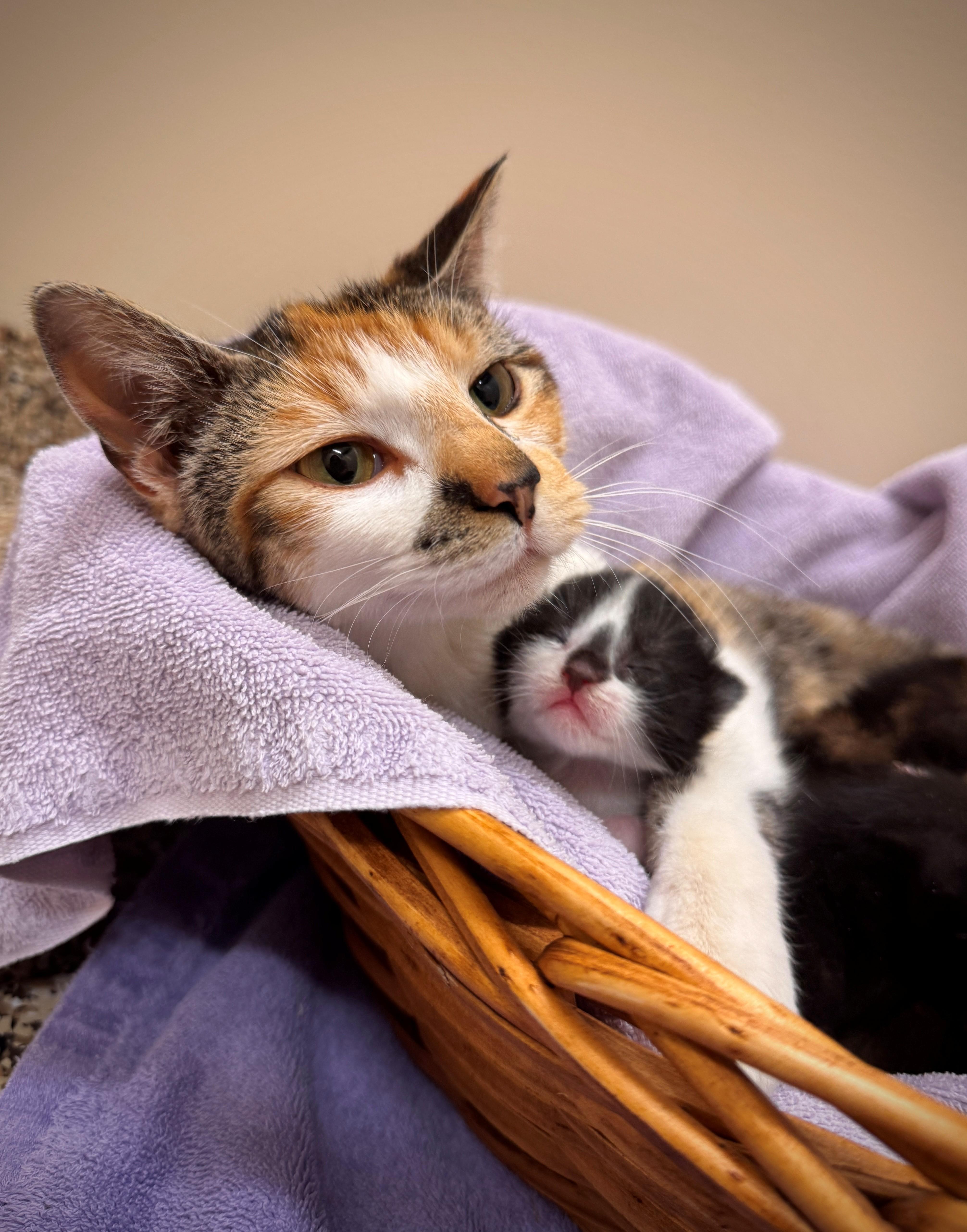 A young small-sized female Calico Domestic Short Hair cat named Prada for adoption in Hackensack, MN