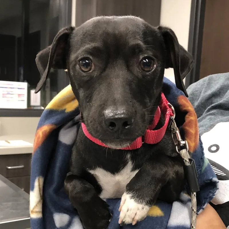 An adult small-sized male Black Mixed Breed dog named OPACSlinky for adoption in Oak Park, IL