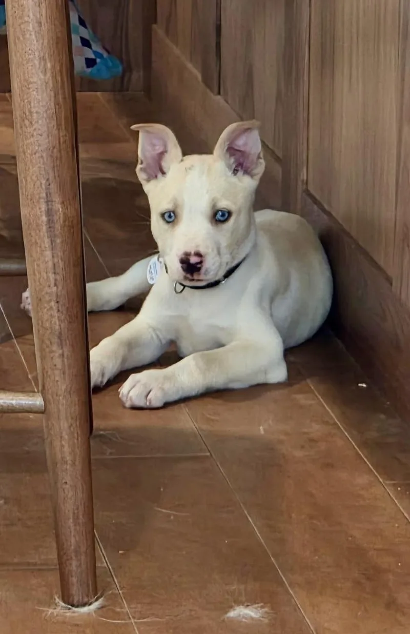Angelo