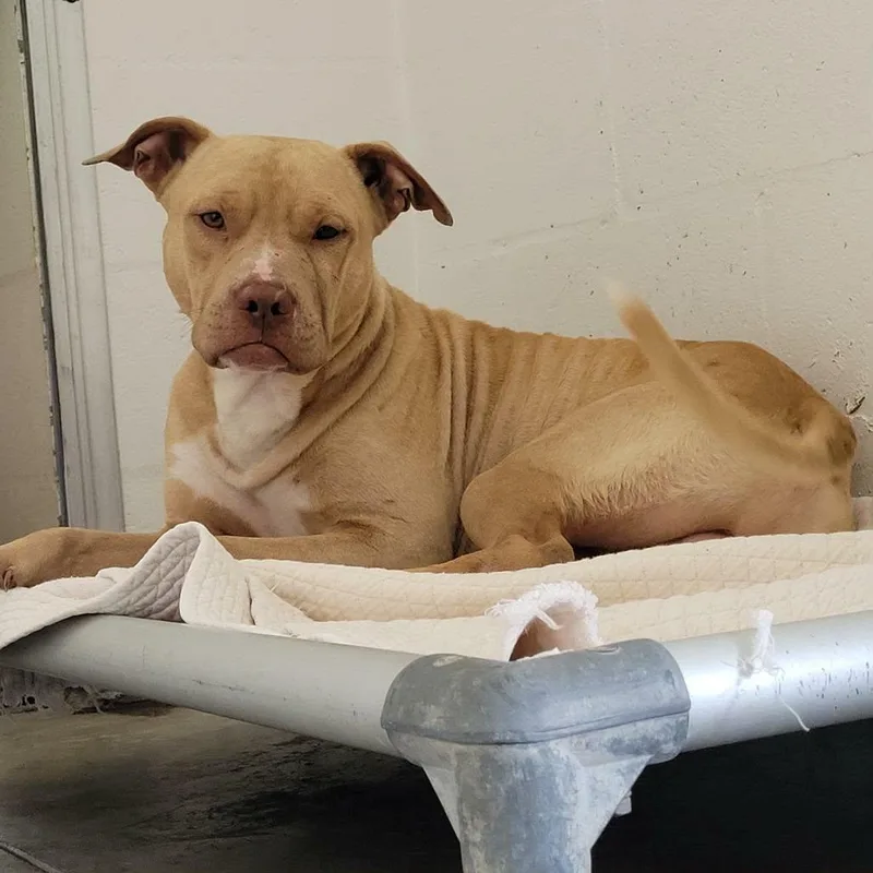 An adult medium-sized male Yellow / Tan / Blond / Fawn Terrier dog named Buddy for adoption in Umatilla, FL