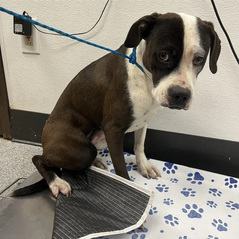 An adult medium-sized female Brown / Chocolate Pit Bull Terrier dog named Daisy for adoption in Durango, CO