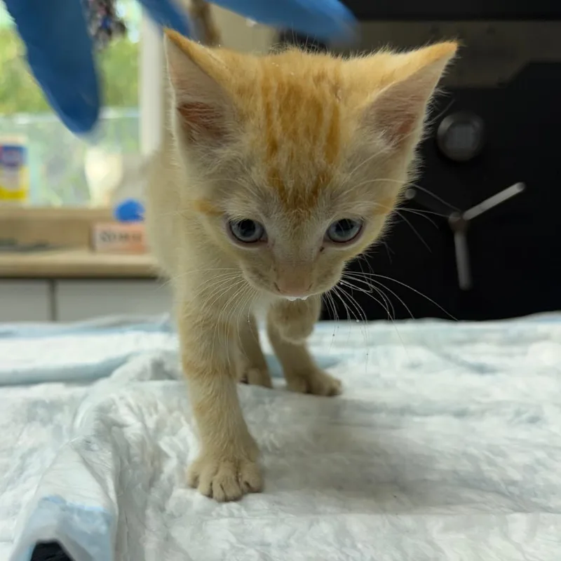 A baby small-sized male Orange / Red Domestic Short Hair cat named Odin for adoption in Madisonville, KY