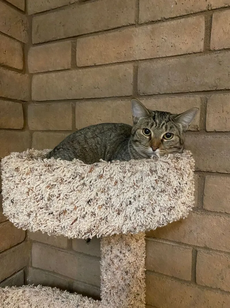 An adult medium-sized female Tabby (Brown / Chocolate) Domestic Short Hair cat named Juniper for adoption in Phoenix, AZ